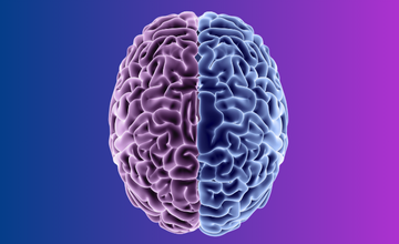 Blue and purple brain on blue and purple gradient background